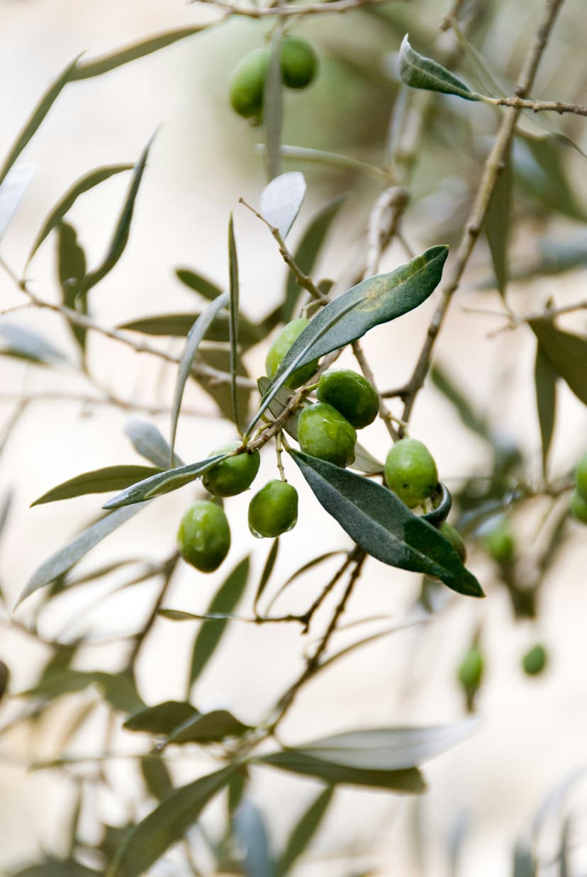 Olive oil and science