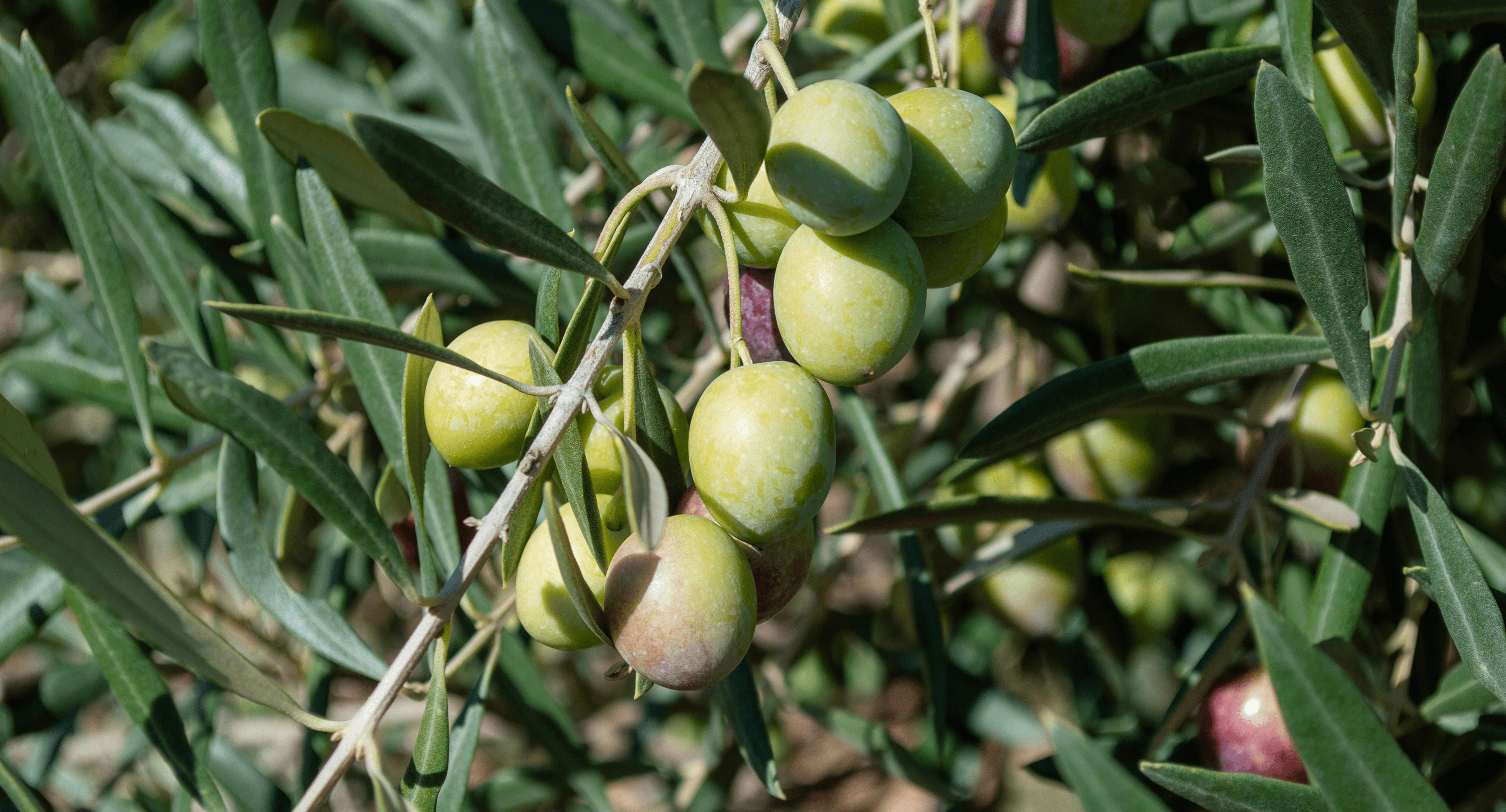 Olives